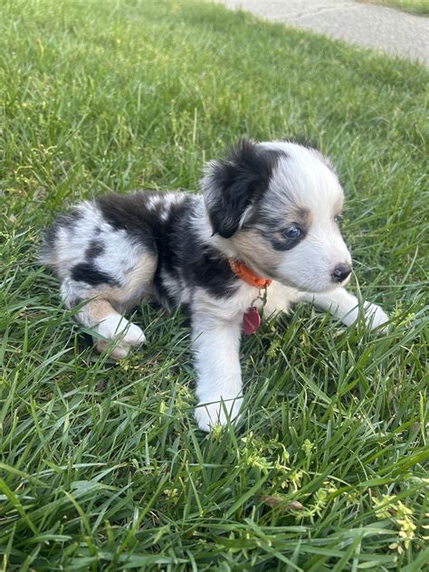 Australian Shepherds of the DMV